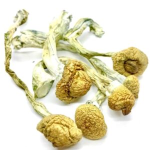 Home import placeholder for 5203