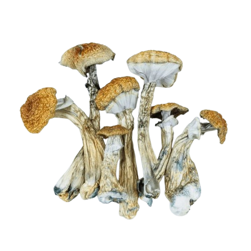 deco 5 removebg preview (1)